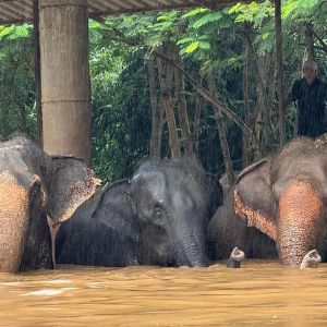 "Une étudiante espagnole de 22 ans tuée par un éléphant en Thaïlande : le drame lors d'un bain tourne au cauchemar"