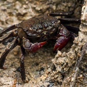 "Alerte ! Un quart des espèces d'eau douce menacé de disparition"