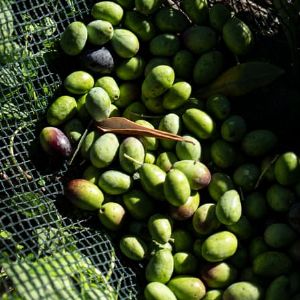 "Découvrez la première cuvée d'huile d'olive 100% francilienne produite dans les Hauts-de-Seine"