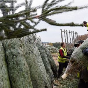 "Scandale écologique à Gand: la ville encourage à manger son sapin de Noël, malgré les risques!"