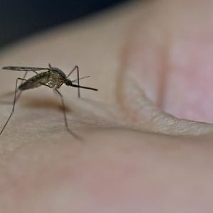 "Un sperme "toxique" de moustiques pour contrer dengue et paludisme : une révolution génétique?"