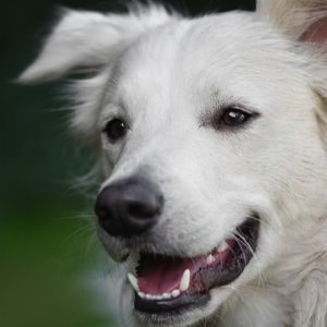 "Découvrez les 10 prénoms en W les plus charmants pour votre chien !"