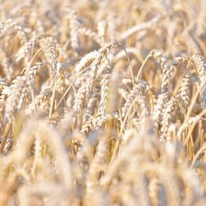 "Nouvelle variété de blé tendre révolutionnaire en France: rendement élevé et résistance aux maladies garantie"