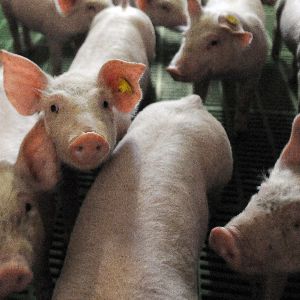 "Scandale en Bretagne : la course Pig & Run divise sur sa récompense en viande de porc"