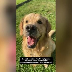 "SOS chien disparu : mobilisation à Tacoignières pour retrouver Tengo, le golden retriever adoré"