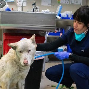 Urgence à Los Angeles : les refuges débordent de compagnons abandonnés