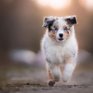 "Découvrez les prénoms les plus tendance pour les animaux de compagnie en 2024"