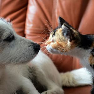 Découvrez les races de chien et de chat les plus populaires dans le Haut-Rhin en 2024 !