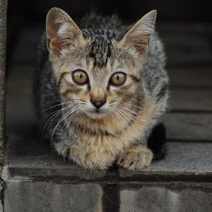 "Découvrez les races de chiens et de chats les plus populaires dans le Nord et le Pas-de-Calais en 2024!"