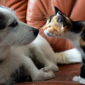 "Découvrez les races de chiens et de chats préférées des habitants du Rhône en 2024!"