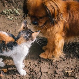 Les prénoms d'animaux qui ont cartonné en 2024 !