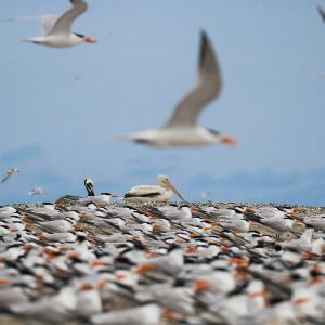 "Événement choquant à Alloa : pluie d'oiseaux décapités, la population bouleversée !"