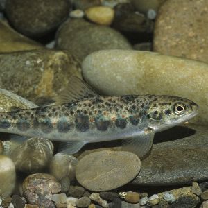 "Alerte rouge : le saumon en Bretagne en danger !"