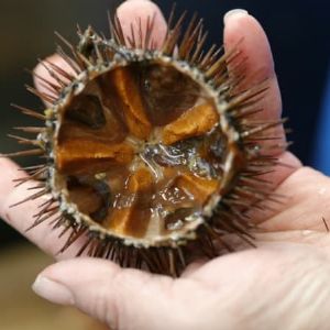 "Incroyable ! La pénurie d'oursins perturbe la Fête de la mer à Sausset-les-Pins"