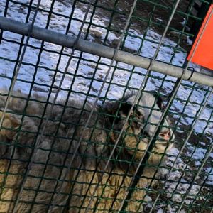 "Alerte en Allemagne : Zoos fermés et animaux abattus pour stopper la fièvre aphteuse dans les élevages"