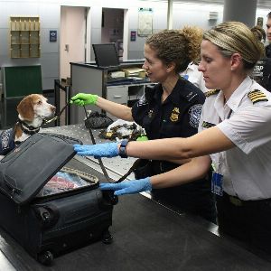 "Incroyable ! Douane arrête homme avec tête de crocodile en bagages à l'aéroport"