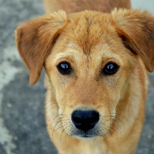 "Un chien électrocuté à mort en urinant sur un lampadaire"