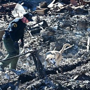 "Un voleur déguisé en pompier arrêté lors des incendies en Californie à Los Angeles"