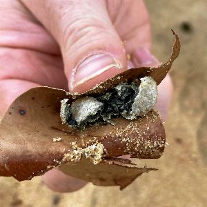 "Des déchets mystérieux forcent la fermeture des plages australiennes"