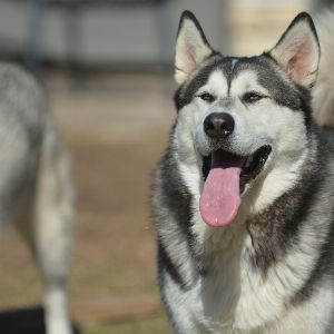 "Terrible drame : enfant de 7 ans attaqué et tué par des chiens en Belgique"