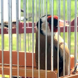 "Scandale : trafic d'oiseaux protégés à Marseille, l'homme écope de prison avec sursis"