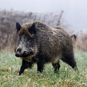 "Incroyable rebondissement pour Rillette, la laie menacée de mort !"