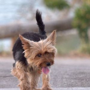 "Incroyable sauvetage : une chienne alerte sur la chute d'une voisine âgée de 75 ans sur sol glacé"