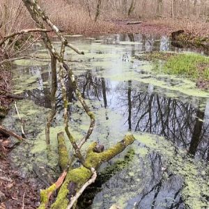 "Scandale environnemental à Beynes : coupes d'arbres contestées pour préserver une mare"