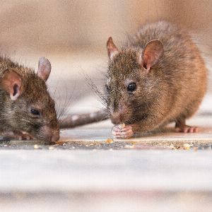 Des rats accros aux drogues détruisent des preuves au commissariat de police de Houston