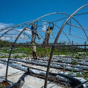 "Catastrophe à Mayotte : la désolation des agriculteurs après le passage du cyclone Chido"