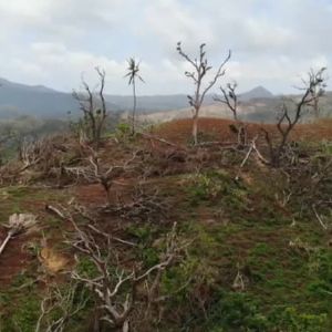 "Incroyable ! Cyclone Chido: dégâts massifs sur la faune et la flore de Mayotte"