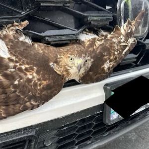 Incroyable : un rapace percuté par une voiture se retrouve coincé dans la calandre et survit !