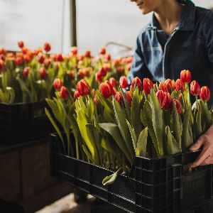 "Alerte : les fleuristes menacés par les pesticides ! Une étude décisive en cours"