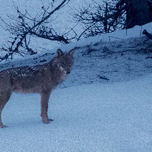 "Alerte loups : la chasse massive prévue dans les Alpes en 2025 !"