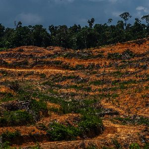 "Alerte ! Projet destructeur en Indonésie : 20 millions d’hectares de forêt menacés"