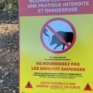 "Alerte à Marseille : mesures renforcées contre le nourrissage des sangliers dans le parc des Calanques"