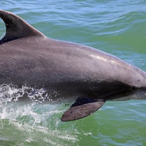 "Alerte ! La pêche suspendue pour sauver les dauphins : débats et solutions en Gascogne"