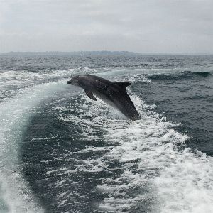 "Alerte ! Mise en place d'une mesure cruciale pour sauver les dauphins"