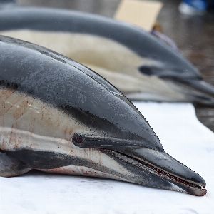 "Alerte ! Pêche interdite : les dauphins sauvés dans le golfe de Gascogne"