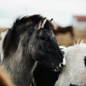 "Ils poursuivent des poneys en fugue et tombent sur des ossements humains en Corrèze !"