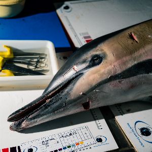 "Enquête choc sur la mystérieuse mort des dauphins à La Rochelle"