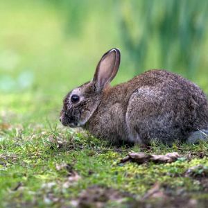 "Un homme arrêté pour la mort d'un lapin sur l'île aux lapins au Japon, 77 autres décès à élucider"