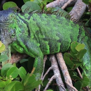 "Alerte ! Taïwan décide d'éliminer 120 000 iguanes verts pour protéger l'environnement"