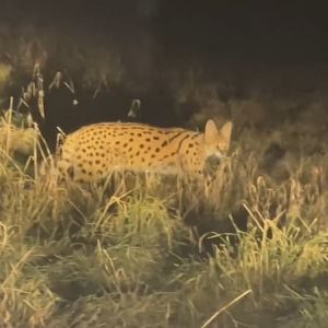 Félin mystérieux en liberté à Brindas : un serval ou un savannah en vadrouille ?