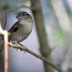 "Participez à ce comptage d'oiseaux en France ce week-end et contribuez à la recherche scientifique!"