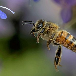 "Révélation sur la valeur insoupçonnée des abeilles dans l'économie"