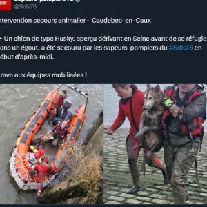 Un chien en détresse sauvé des eaux par les pompiers à Caudebec-en-Caux