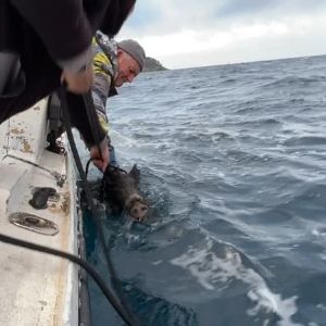 "Incroyable : pêcheurs héroïques sauvent un sanglier en détresse en mer près de La Ciotat!"