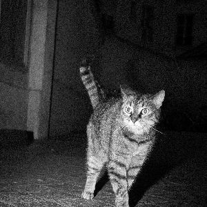 "Découvrez le classement des quartiers préférés des chats à Paris !"