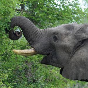 "Drame au parc Kruger : un touriste tué par un éléphant"